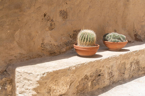 Two cactus plants in terracotta pots are displayed on a stone ledge, highlighting their natural beauty against a rustic background. The earthy tones create a serene outdoor scene
