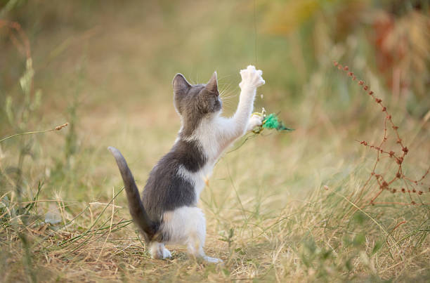 istock kitten lifting paw at stick toy 2235992362