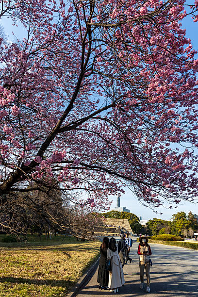 People walking under a large cherry blossom tree in full bloom at Imperial Palace East Gardens,