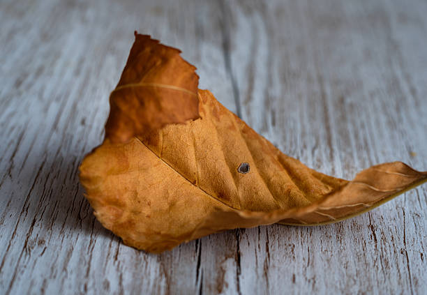 A dry autumn leaf curled on a rustic wooden surface, symbolizing change, decay, and the beauty of nature seasonal cycle. Perfect for fall or environmental themes. High quality photo