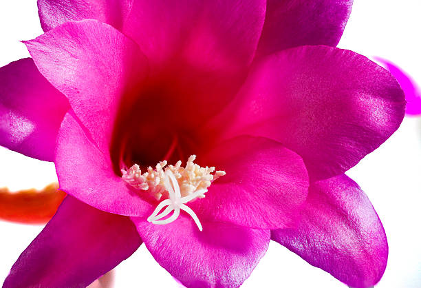 Chiapasia nelsonii is an epiphytic cactus with green or reddish stems and flowers funnel shaped, purplish pink or red.