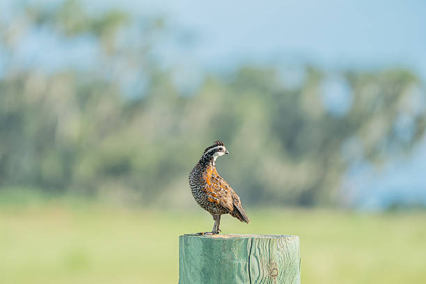 A northern bobwhite perched on a fence post with its head looking back.