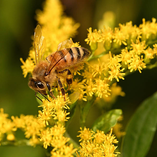 istock Western honeybee in Connecticut on Canada goldenrod 2 2235996953