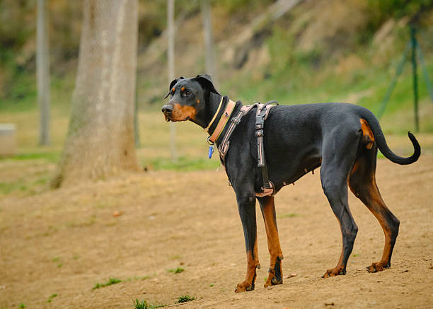 Domestic doberman dog is playing on the beach.Canggu beach - Bali Island.