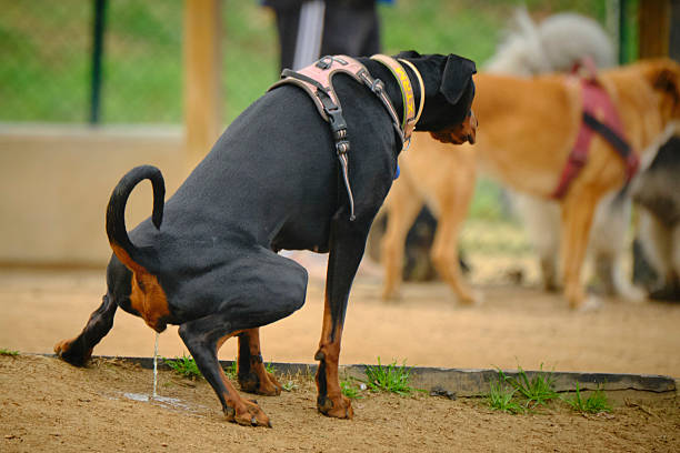 Domestic doberman is standing on grass at public park.