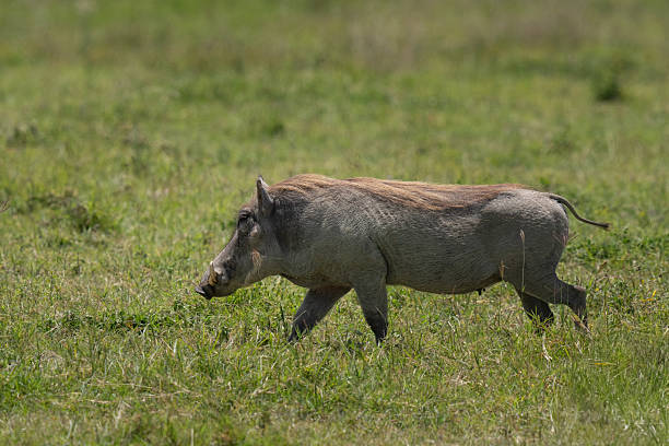 istock African warthog running in the grass 2236003979