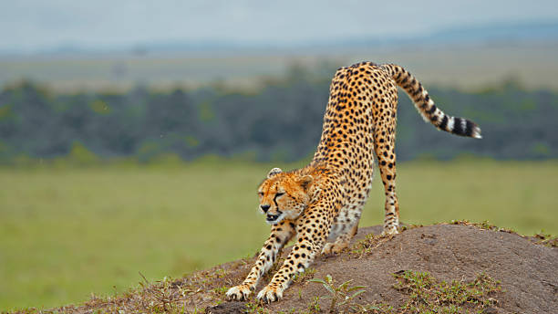 istock Cheetah Stretching on Mound in Masai Mara 2236005116