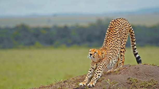 istock Cheetah Stretching on Elevated Ground in Masai Mara 2236005126