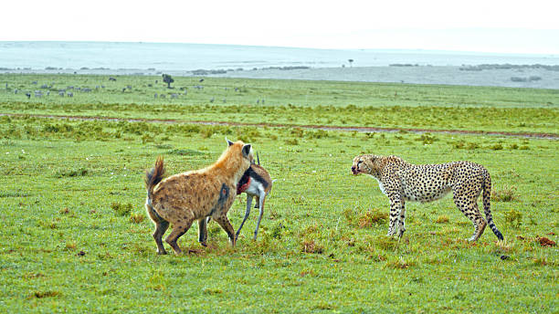 Two cheetahs feast on prey in african savanna, showcasing their predatory instincts and beauty in nature. Grasslands provide backdrop for hunting carnivores