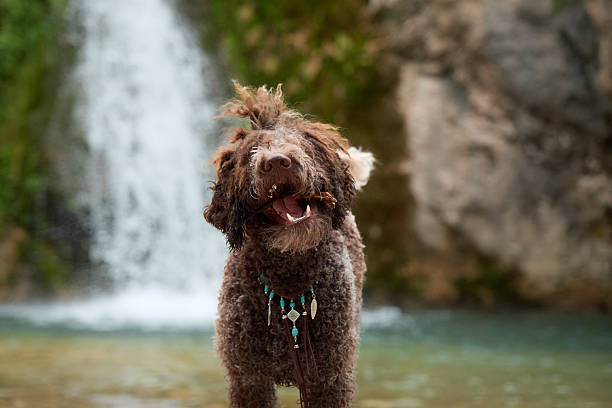 A soaked Lagotto Romagnolo dog poses near cascading water, alert and curious. Bright fur texture contrasts with blurred natural background.