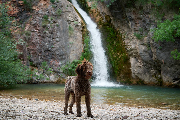 A Lagotto Romagnolo dog stops on a rocky bank watching the stream ahead. Waterfall flows in background adding depth to calm scene.