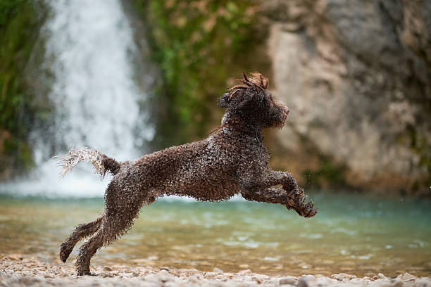 Lagotto Romagnolo dog leaps mid-air above a stream with forest behind. The dynamic moment captures energy and joyful motion in nature.