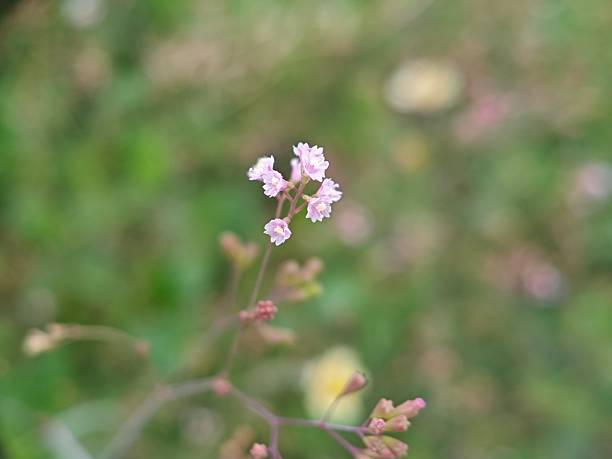 istock Macro shot of tiny pink/lavender wildflowers clustered on a delicate stem, set against a soft, out-of-focus green and yellow natural background, perfect for bokeh and nature themes 2236006485