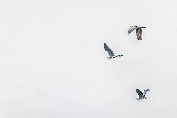 A flock of grey herons flying in the sky