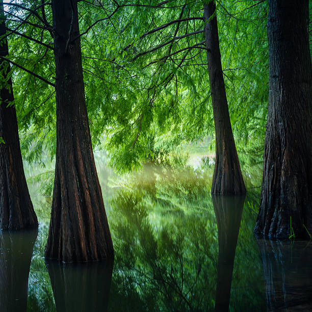 Southern state freshwater wetland forest on a on a sunny day in summer (July). The image was captured in Big Creek, Forsyth, (near Cumming) in Georgia (USA) with a full frame mirrorless digital camera and a sharp telephoto lens, resulting in large clean files and images with shallow depth-of-field. The image is part of a large series of Georgia wetland at different seasons.