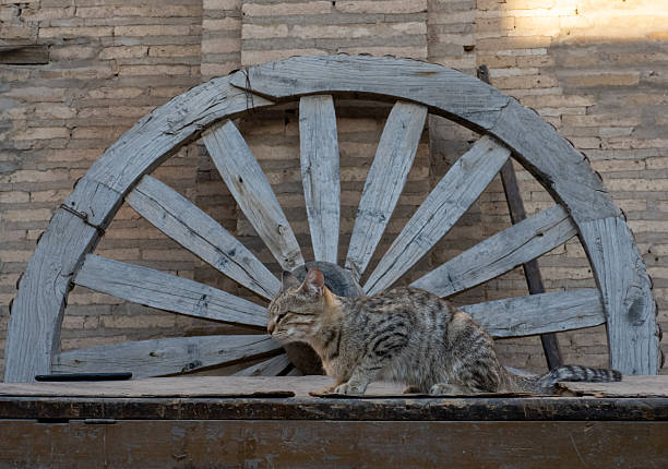 Stray cat is walking o the street.Jelsa - Hvar Island.