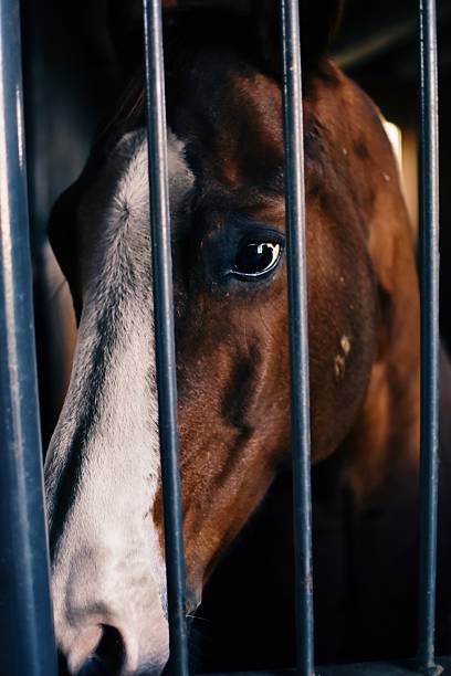 istock there is a horse that is looking through a fence 2236009578