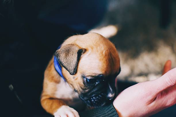 istock there is a small dog that is being petted by a person 2236009590
