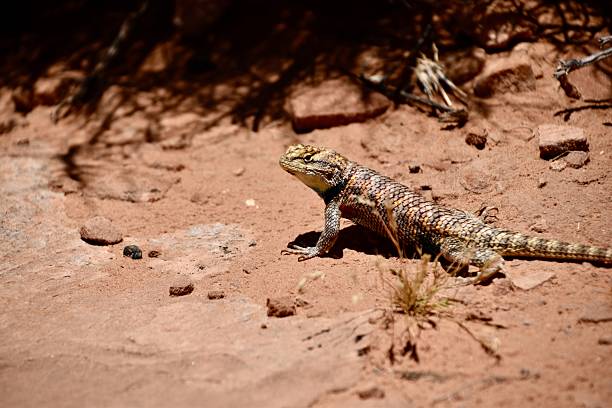 istock there is a lizard that is sitting on the ground in the dirt 2236009623