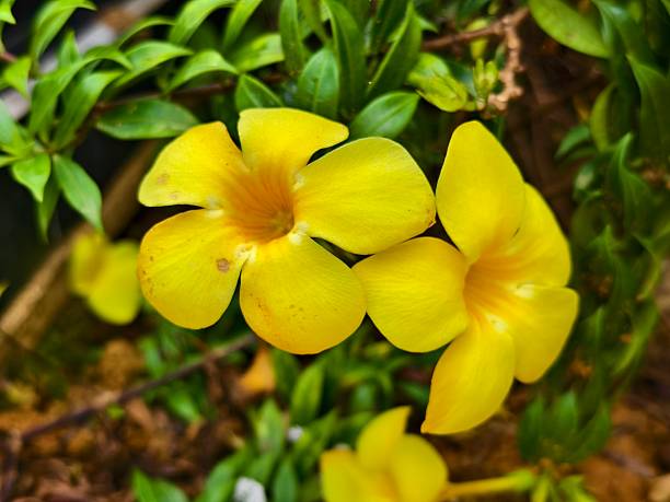 istock Allamanda cathartica flower in the morning 2236009853