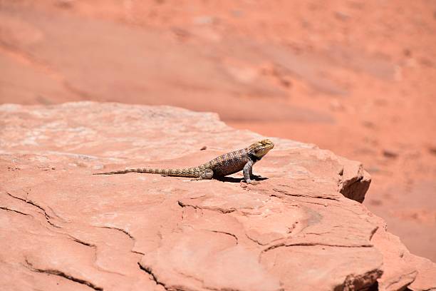 istock there is a lizard that is sitting on a rock 2236010235
