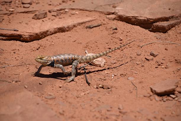 istock there is a lizard that is walking on the ground 2236010245