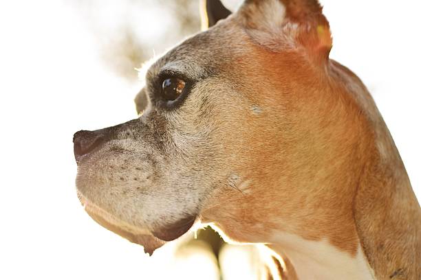 istock there is a dog that is looking up at something 2236010258