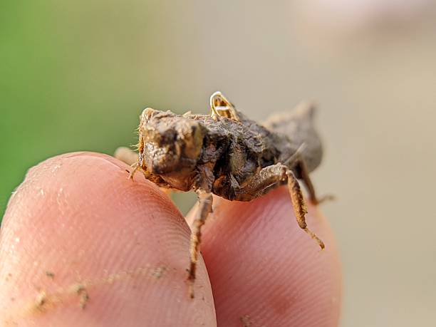 istock Empty pupa shell of butterfly macro photography 2236014308
