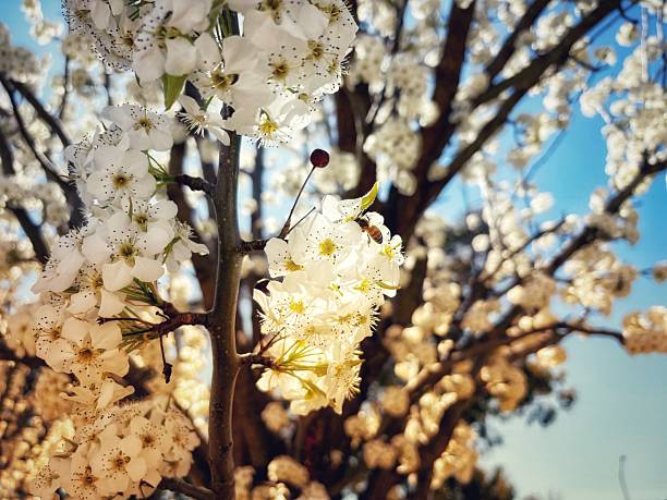 Spring blossoms and the bright blue sky with a bee in the branches. Ornamental pear tree and seasons. Copy space.
