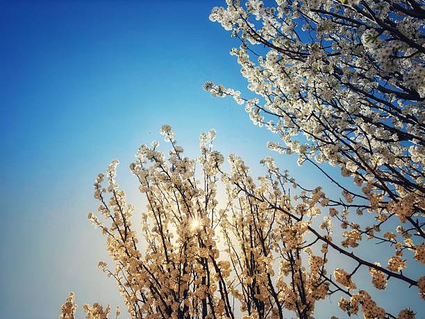 Spring blossoms and the bright blue sky with a bee in the branches. Ornamental pear tree and seasons. Copy space.