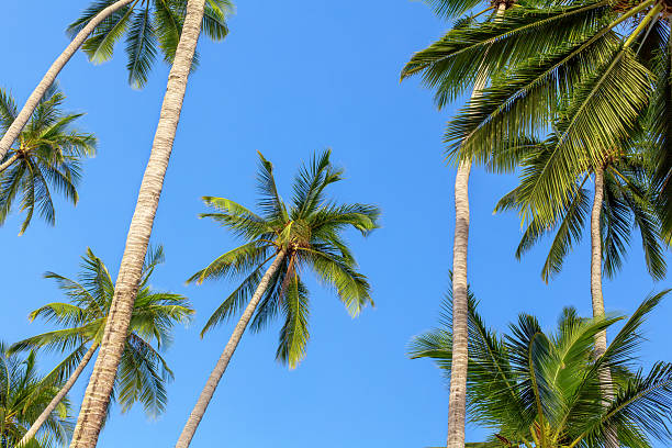 istock Green coconut palm trees long trunks on blue sky background, palm jungle, palm leaves, branches, exotic foliage, tropical island sea beach, summer holidays, vacation, travel, beautiful palm landscape 2236017796