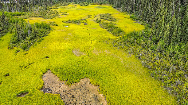 istock Lush Foliage of Alaska in Summer 2236019268