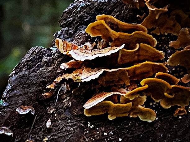 istock Trametes versicolor - Turkey Tail mushroom 2236020748