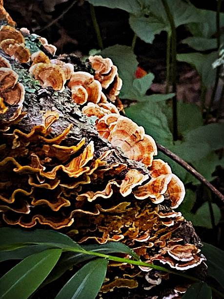 istock Trametes versicolor - Turkey Tail mushroom 2236020751