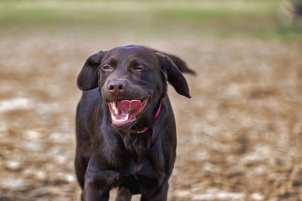 istock Playful Labrador Retriever Running Outdoors 2236021673
