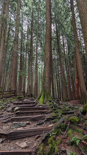 istock Wooden Forest Trail – Serene Boardwalk Through Mossy Temperate Rainforest with Tall Trees and Evergreen Growth 2236024230