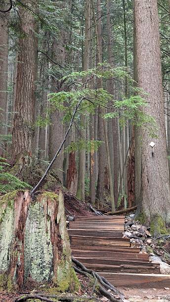 istock Wooden Forest Trail – Serene Boardwalk Through Mossy Temperate Rainforest with Tall Trees and Evergreen Growth 2236024276