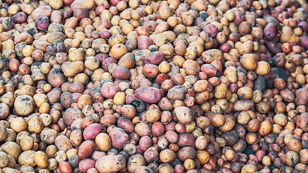 Close-up shot of a large heap of assorted potatoes, showcasing their diverse colors and textures ready for market.