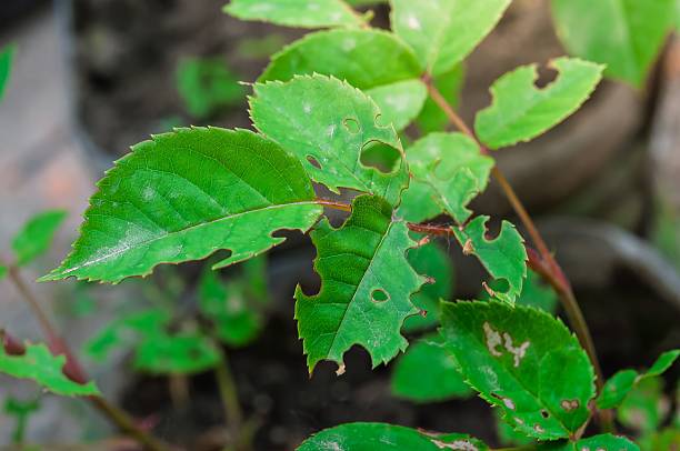 istock Green leaves with holes, possibly from pests or disease. 2236024562