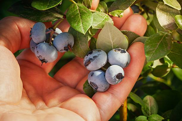 istock Handful of fresh blueberries 2236024569