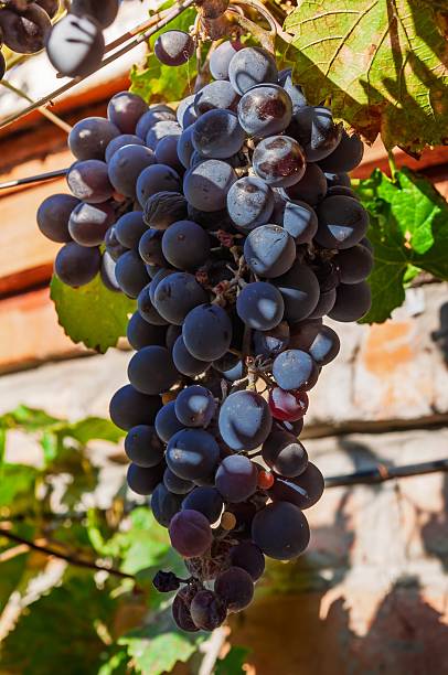 istock Ripe grapes on the vine 2236024575