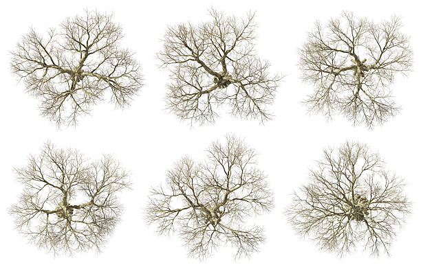 istock Aerial view arid trees set isolated white backgrounds 3d rendering 2236024908