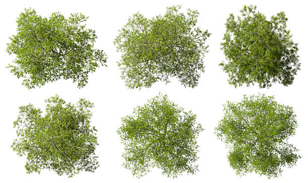 istock From above green trees canopy collections cutout on white backgrounds 3d render 2236024911