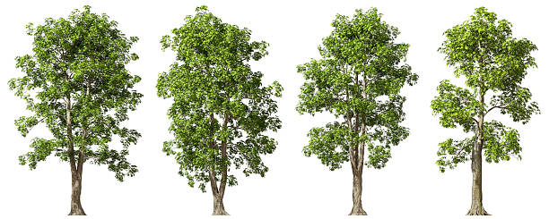 istock Hardwood trees grow set white backgrounds 3d rendering 2236024914
