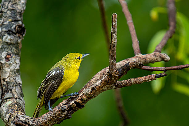 istock Common Iora, a small passerine bird with striking yellow plumage. 2236025332