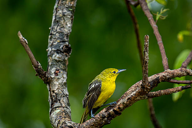 istock Common Iora, a small passerine bird with striking yellow plumage. 2236025334