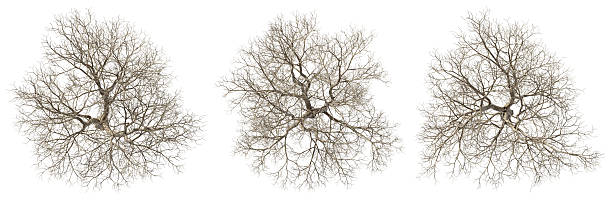 istock Aerial view dry trees arid landscape set on white backgrounds 3d illustrations 2236026427