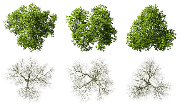 istock Top view life trees seasons change set on white backgrounds 3d render 2236026428