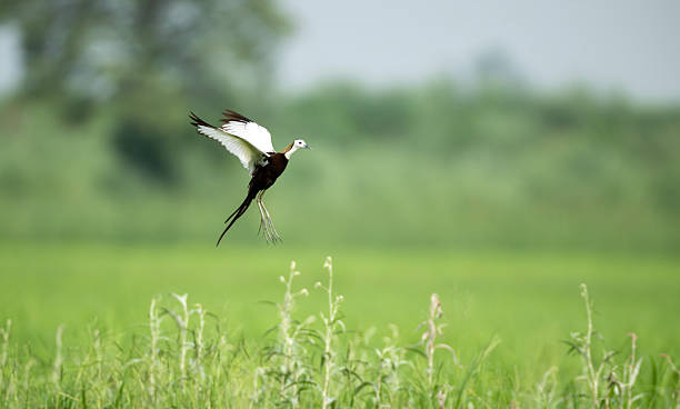 istock Flying Pheasant-tailed Jacana bird with long tail feathers stretched beautifully in wetland. 2236027157