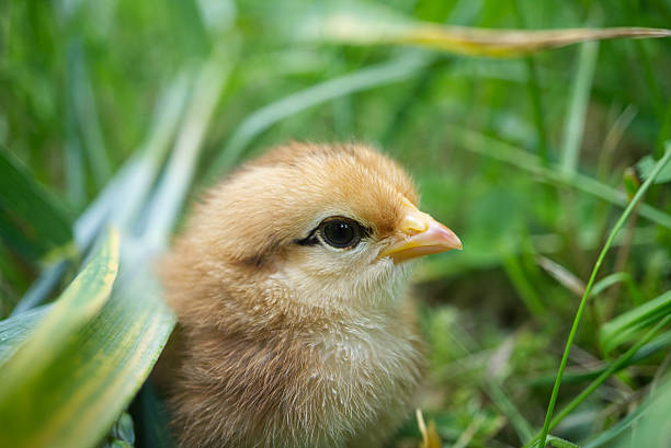 Close-up of a small yellow chick seated in lush green grass, captured on a sunny day.